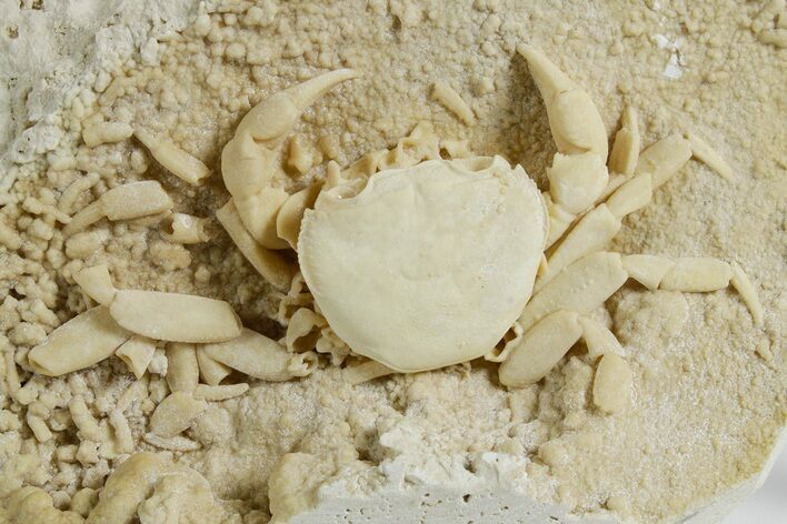 Fossil Crab (Potamon) Preserved in Travertine - Turkey #351135